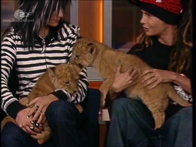 telle metre , telle tigre